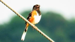 Drink Drink Your Tea Bird  Eastern Towhee Song [upl. by Nereids504]