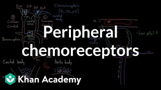 Peripheral chemoreceptors  Respiratory system physiology  NCLEXRN  Khan Academy [upl. by Hillhouse]