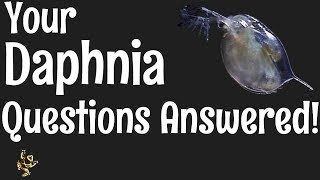 Daphnia Questions Answered [upl. by Christophe86]