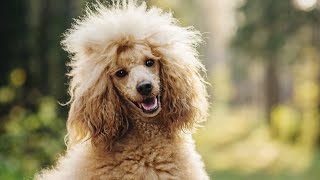 POODLE BARKING  POODLE HOWLING AND BARKING COMPILATION 2016 [upl. by Ayaet653]