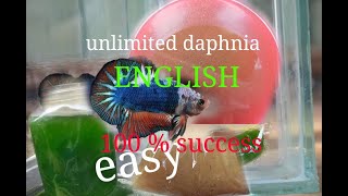 daphnia moina culture Easy way Unlimited production English  with sub Green water Chlorella [upl. by Anewor]