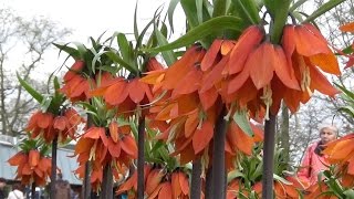 Fritillaria imperialis Rubra red quotcrown imperialquot  FarmerGracycouk [upl. by Amari226]