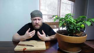 Chili Chunn eats the Scotch Bonnet pepper [upl. by Coraline267]