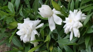 How to Prune Potted Gardenia Pruning My Gardenia Plant [upl. by Lasko]