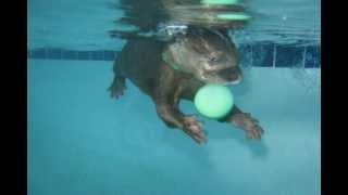 Baby Otter Swimming [upl. by Sualocin178]