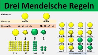 Mendelsche Regeln 1 Uniformitätsregel  2 Spaltungsregel  3 Unabhängigkeitsregel  Biologie [upl. by Eanyl91]