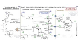 Fatty Acids and Lipid Biosynthesis [upl. by Einnoc]