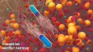 Watch 5 things you need to know about listeria [upl. by Eimmak54]