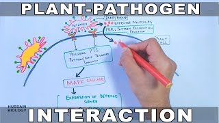 Plant Pathogen Interaction  Signalling [upl. by Paik]