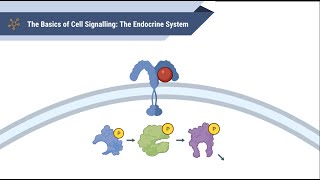 The Basics of Cell Signalling [upl. by Annaerdna]