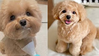 Cutest Toy Poodle Puppies Videos Compilation [upl. by Delacourt]