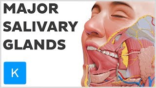 What are the Major Salivary Glands  Human Anatomy  Kenhub [upl. by Alios]