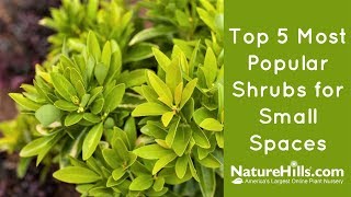 Top 5 Most Popular Shrubs for Small Spaces  NatureHillscom [upl. by Ednew367]