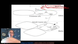 Nitric Oxide NOS and vasodilation [upl. by Kenny659]