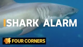 Why are shark attacks on the rise and how can we stop them 2016  Four Corners [upl. by Maressa]