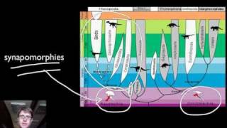 Phylogenetics [upl. by Gabie]