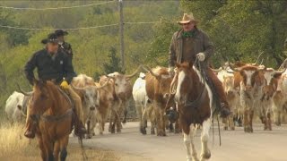 Cattle Drive Texas Country Reporter [upl. by Elletsirk]