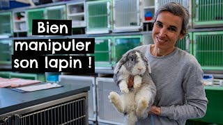 Comment bien manipuler son lapin  🐰 [upl. by Evoy]