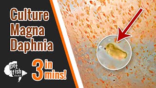 How to culture DAPHNIA MAGNA  The easy way [upl. by Aizatsana]