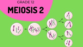 Meiosis 2  Formation of gametes [upl. by Oiratno]