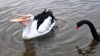 Pelican vs Swan [upl. by Clabo]