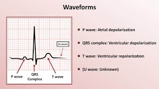 Intro to EKG Interpretation  Waveforms Segments and Intervals [upl. by Noxas117]