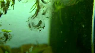 Axolotl development of eggs in timelapse [upl. by Lishe]