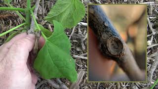 Identifying northern catalpa [upl. by Ytisahcal]