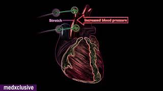 Baroreceptor amp Chemoreceptor reflex Regulation of Blood Pressure [upl. by Arolf]