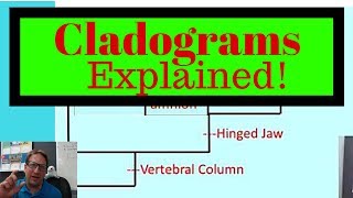 Cladograms Explained How to Read and Make Cladograms for Exam [upl. by Hanna366]