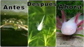 Seguimiento a puesta de ajolotes axolotl Ambystoma Mexicanum huevos de ajolotesChilango Pez [upl. by Nuaj]