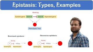 What is Epistasis Dominant vs Recessive Examples [upl. by Ayokal]