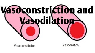 Vasoconstriction and Vasodilation Difference [upl. by Oknuj]