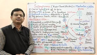 Diabetes Mellitus Part10 Mechanism of Action of Sulfonylurease  Antidiabetic Drugs  Diabetes [upl. by Bohaty]