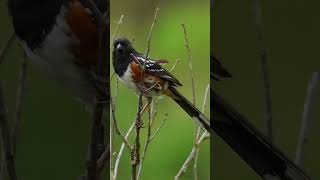 A Spotted Towhee mad EXCLAMATIONS and LAMENTATIONS set to Orffs estimable quotO Fortunaquot birds [upl. by Mallina]