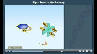 Signal transduction pathway animation [upl. by Iruam]