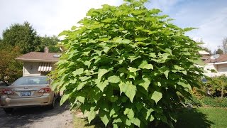 Time Lapse Catalpa Tree  Part Two May to Oct 2014 [upl. by Alten890]