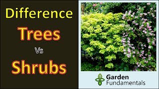 Difference between trees and shrubs  and subshrubs [upl. by Id]