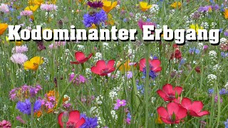 Kodominanter Erbgang schnell erklärt [upl. by Eclud]