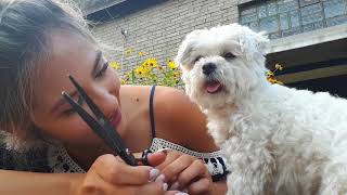 Hundehaar selber schneiden So gehts  Grooming  tutorial  ByIri [upl. by Slohcin]