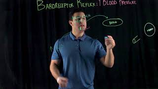 Baroreceptor Reflex High Blood Pressure [upl. by Abrahams]