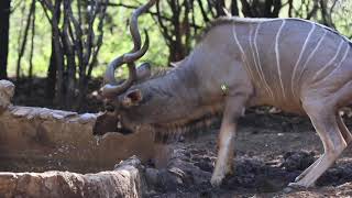 Bow hunt Africa with FFF Safaris Big Kudu and other Plains Game Bowhunting bowhunting [upl. by Aliel]