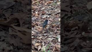 Eastern Towhee [upl. by Lebbie]