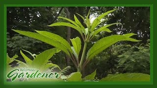 Medicinal Herbs Lisas Greenhouse amp Gardens  Volunteer Gardener [upl. by Siderf]