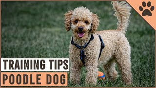 How To Train A Poodle  Dog World [upl. by Rabkin]