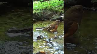 Eastern Towhee Call Sounds [upl. by Riane]