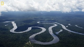 Nat geo Wild  The beauty and danger of the Amazon River  New [upl. by Brigette]