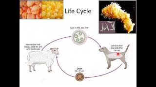 Echinococcus [upl. by Wrand]