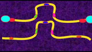 GENETICS 3 CHROMOSOMES PERICENTRIC PARACENTRIC INVERSIONS [upl. by Lux]