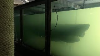 Shark Found Preserved In Tank At Abandoned Wildlife Park [upl. by Anaerda]